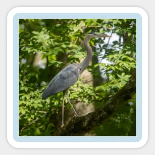 Great Blue heron high a tree Sticker